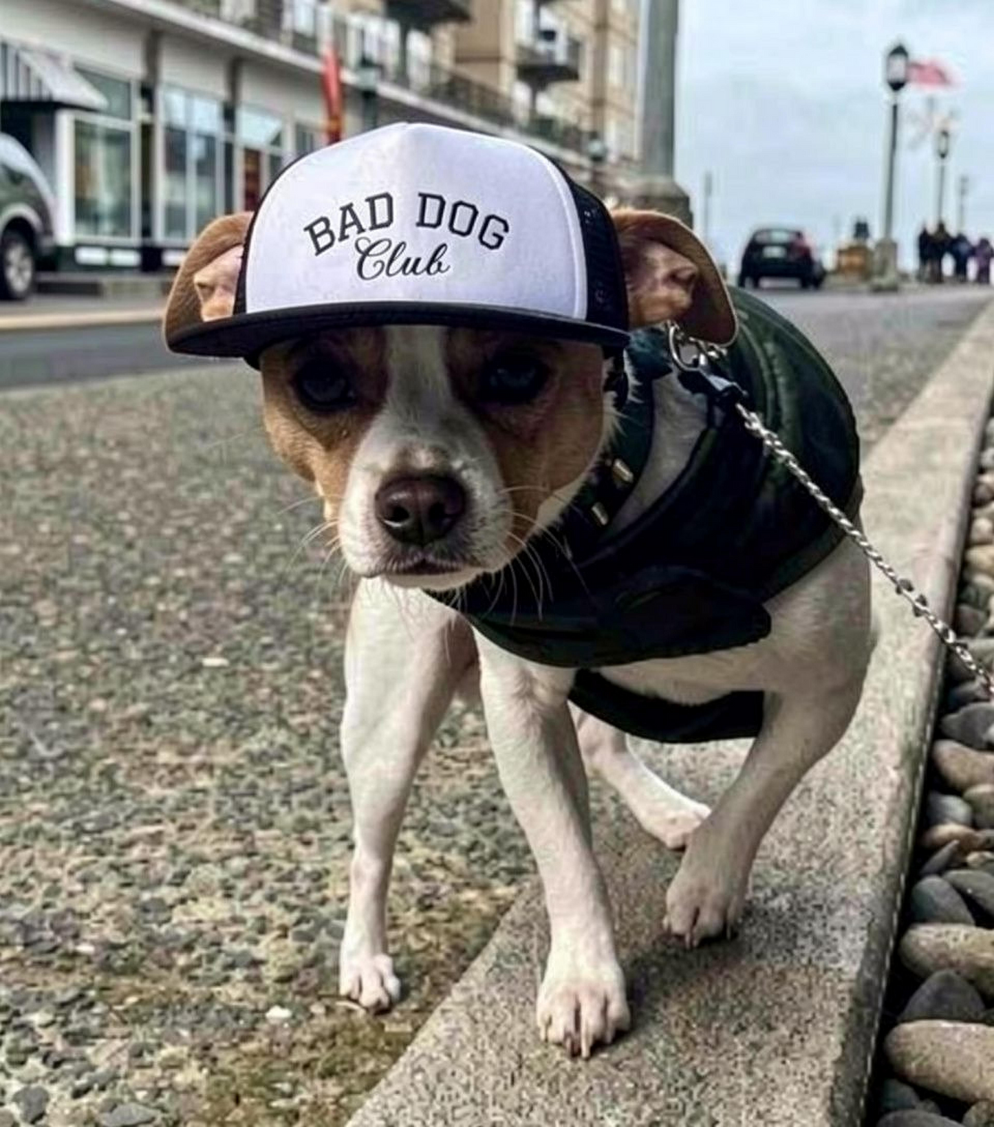 Bad Dog Club - Dog Hat