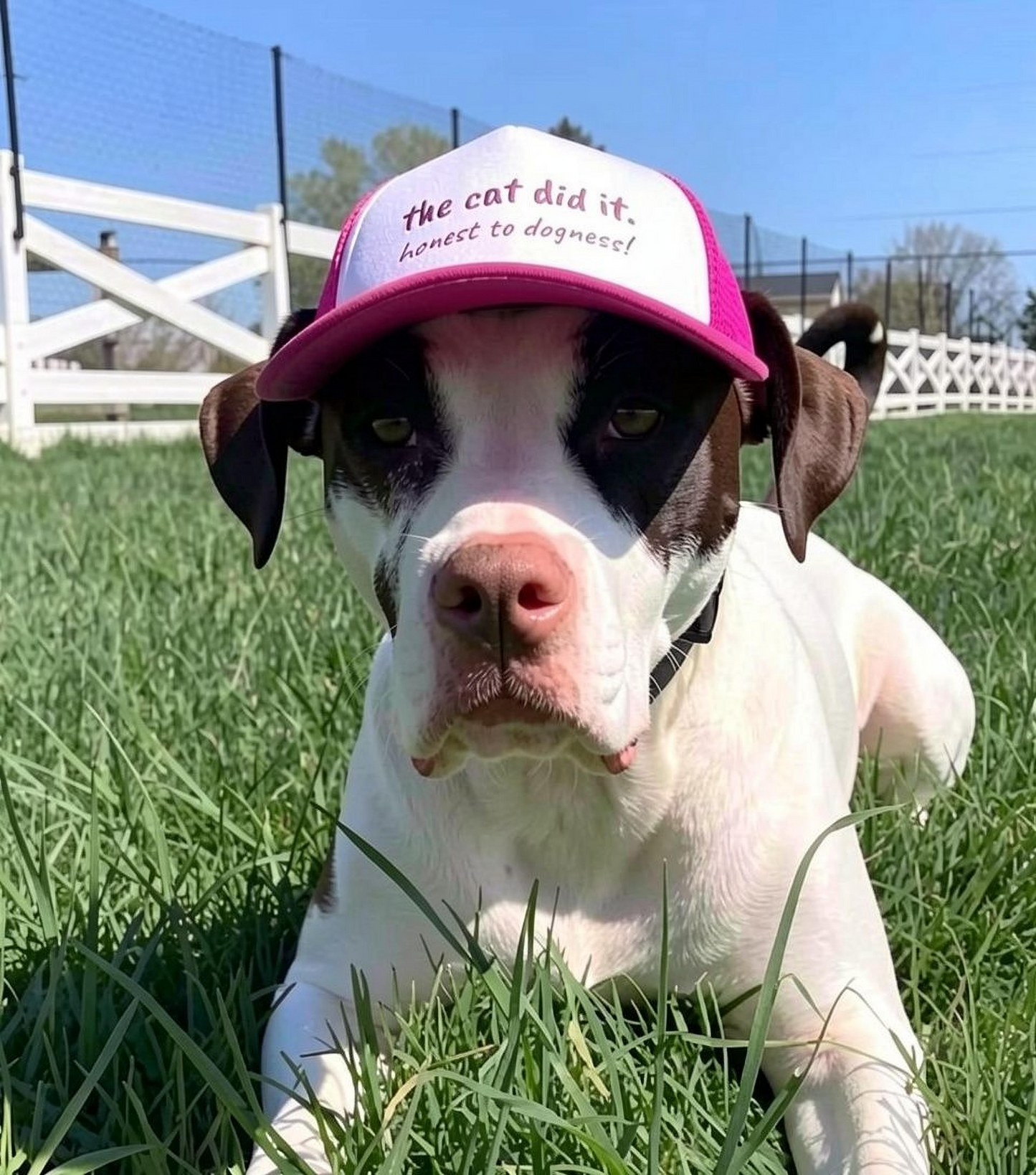 the cat did it. honest to dogness! - Dog Hat