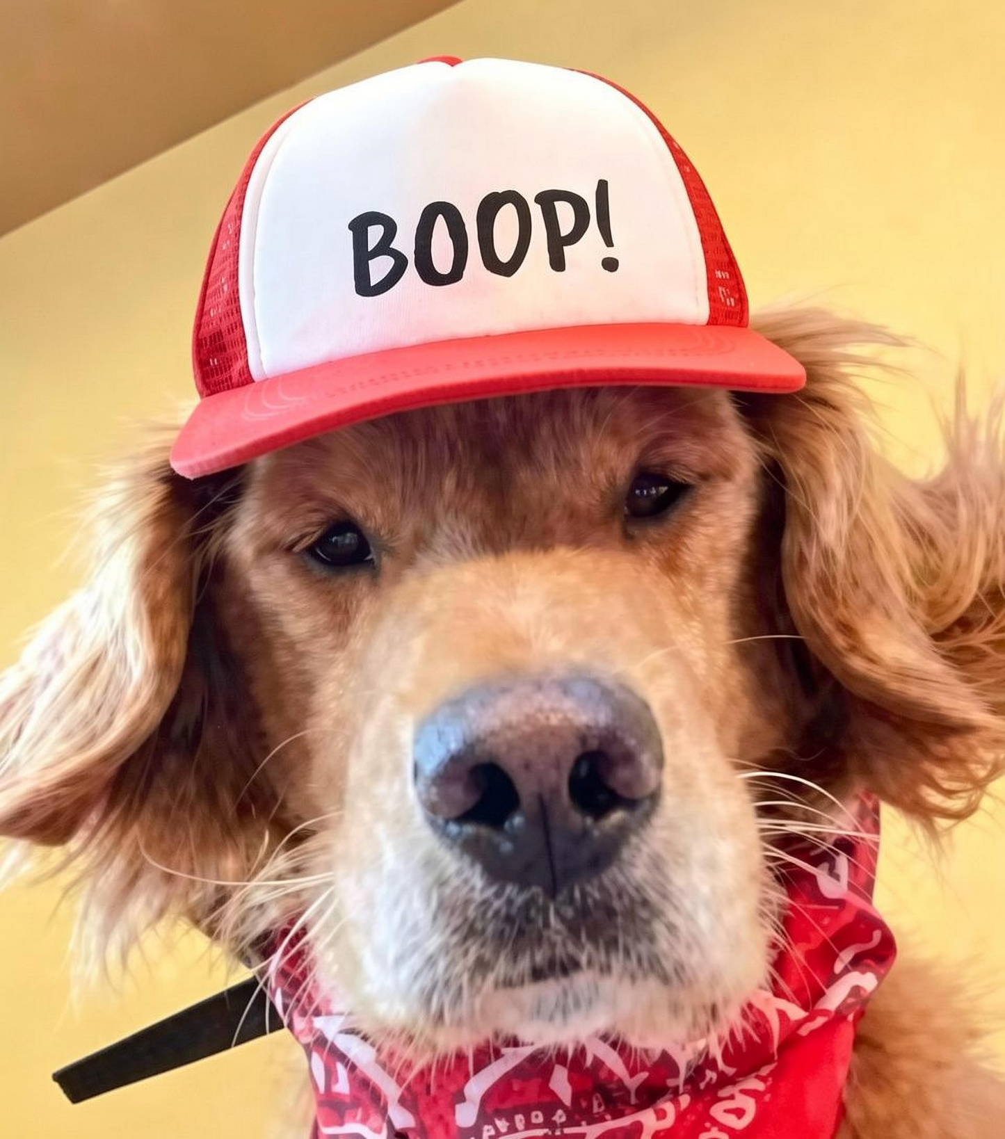 Boop! - Dog Hat