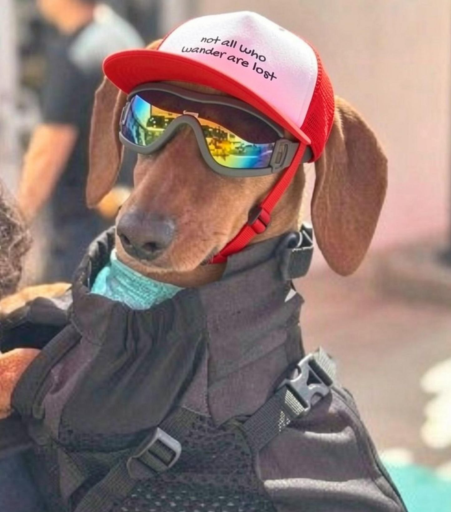 not all who wander are lost - Dog Hat