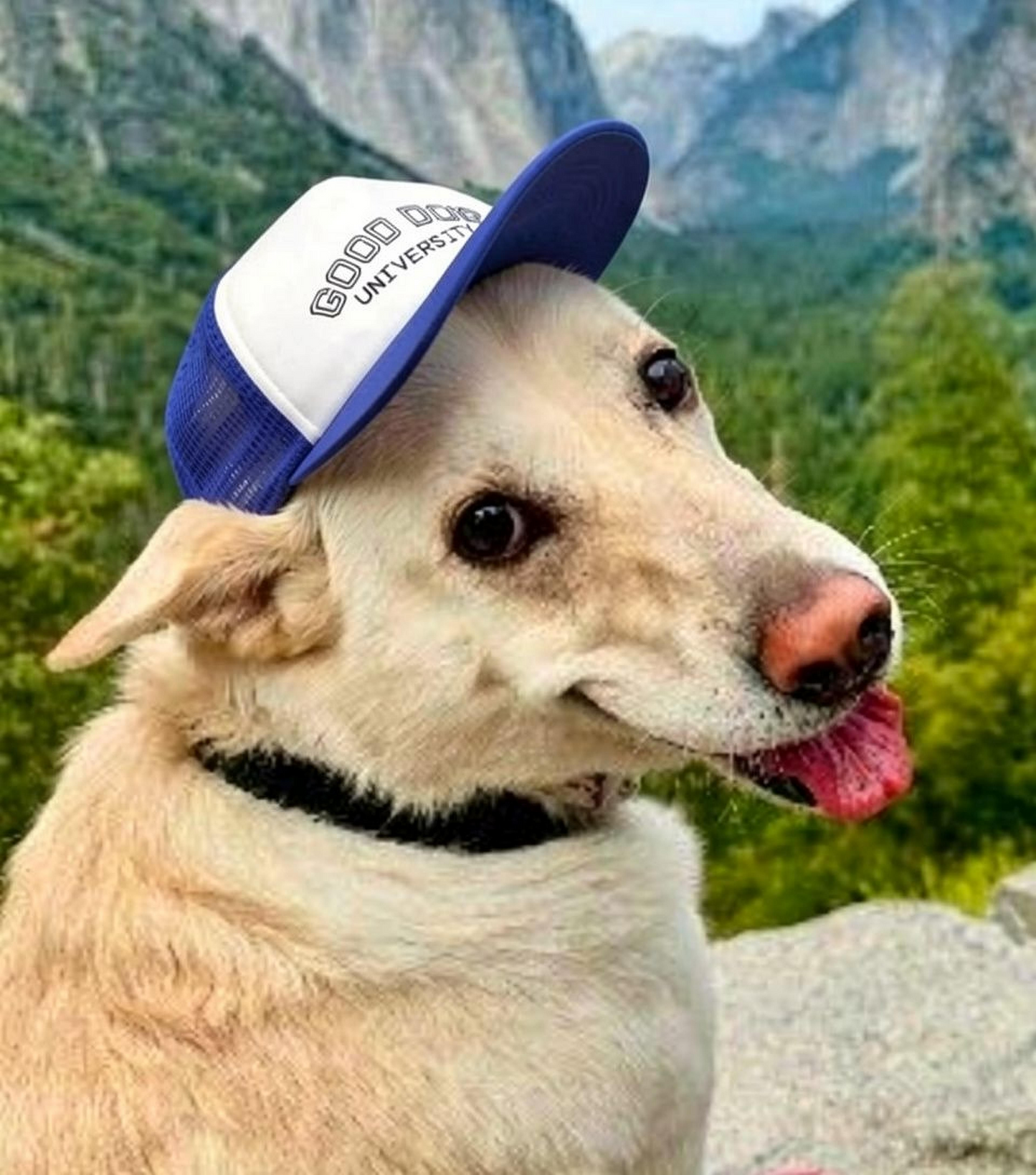 Good Dog University - Dog Hat